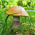 Wonderful an delicious mushrooms - collecting them for dinner.