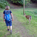 Well, rather tame deers