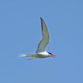 They are very fast (60 km/h) and hunt small fishes. When they travel south, they are able to fly 25,000 miles in just 40 days (Arctic to the Antarctic).