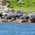 Seal and seagull looking for fish