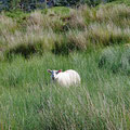 And yes, there where also sheeps ;-)