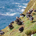 More puffins