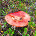 And a lot of colorfoul mushrooms.
