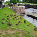 Duck-meeting