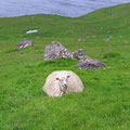 It is told, that on every resident on the Faroe Islands, there are two sheeps