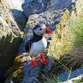 Curious puffin.