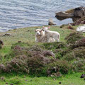 Hiking over the island - sheps with their lambs every where