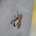 Unfortunately we were also found by a lot of hungry horseflies.