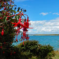 Fuchsia - a flower that grows every where
