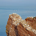 Gannets nesting all over the island