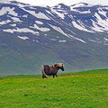 Icelandic horses around every corner :-)