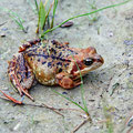 Early in the morning, the frogs sitting just beside the path.