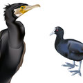 Kormoran und Blässhuhn