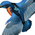Eisvogel
