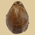 Terebratula grandis (heute Pliothyrina grandis), Ob. Oligozän, Doberg bei Bünde, NRW, L=53mm