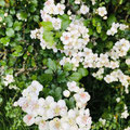 © TNGlanzer | Spag. Essenz 25. Crataegus - Weißdorn Blüte