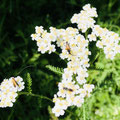 © TNGlanzer | Spag. Essenz 01. Achillea millefolium - Schafgarbe