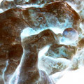 Xylobiont