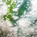Planeta mycelium