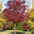 FRAXINUS ANGUSTIFOLIA RAYWOOD 