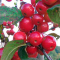 MALUS RED SENTINEL 