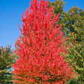 ACER RUBRUM 