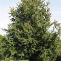 ACER SACCHARINUM 