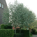 SORBUS ARIA MAGNIFICA 