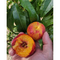 NECTARINE NECTARED