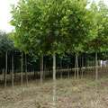 PLATANUS HISP. ALPHEN'S GLOBE 