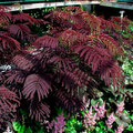 ALBIZIA JULIBRISSIN SUMMER CHOCOLATE 