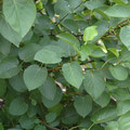 ALNUS CORDATA 