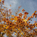 Oktober (lumix)