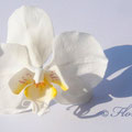 Weiße Zuckerorchidee von Floralilie 2012