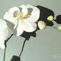 Weiße Zuckerorchidee von Floralilie 2010