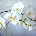 Weiße Zuckerorchidee von Floralilie 2010 - Nur die vorderen Orchideen sind aus Zucker. Die Hinteren sind die echten Vorlagen.
