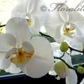 Weiße Zuckerorchidee von Floralilie 2010 - Nur die vorderen Orchideen sind aus Zucker. Die Hinteren sind die echten Vorlagen.