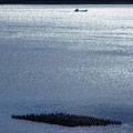廿日市市阿品　牡蠣筏で休む鵜－冬の使者－　【撮影：2011.12.16】