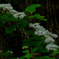 北広島町都志見　龍頭山にて　小紫陽花　【撮影：2009.6.14】