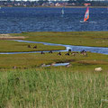 Fehmarn ein Paradies für Surfer