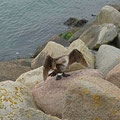 Junger Kormoran 