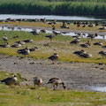 Im Wasservogelreservat 