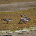 Im Wasservogelreservat 