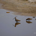 Schnepfen im Wasservogelreservat 