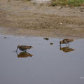 Schnepfen im Wasservogelreservat 
