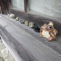 玄関脇に置いてあったカエルたち。ただの石もカエルに見えちゃう不思議。