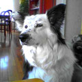 Iena, 6 ans, croisée colley et border collie. Supers aptitudes et grande sagesse. Son regard en dit long... Partager des séances de jeu avec d'autres chiens lui a permis de se dépenser.