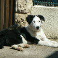 Guillie, 6 mois, border collie. Jeune chienne de physique et d'esprit très vifs. Avec de la patience et de la ténacité, deviendra très obéissante.