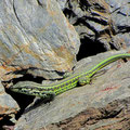 Lézard thyrénéen (Podarcis sp.) et schistes lustrés