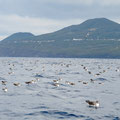 Puffins cendrés